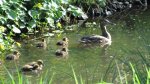 Ente mit Babys (2).JPG