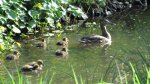 Ente mit Babys (2).JPG