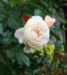 Nachblüte Cream Moondance.jpg