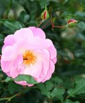 Nachblüte rote Edelrose.jpg