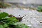 IMG_0862_25-09-2010_Schnecke.JPG