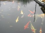 Teich Ende September 003.jpg