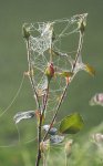Rose herbstlich angehaucht.jpg