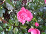 Rose1 (Medium).JPG