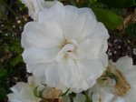 Rose3 (Medium).JPG