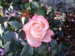 Rose4 (Medium).JPG