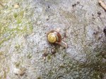 schnecke2-1.jpg