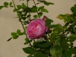 mini-P1250938.jpg