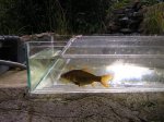 Teichbilder1 010 (Small).jpg