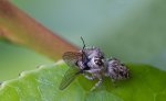 20100621_0876_Winzspinne.jpg