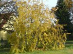 Herbst 2010 2.JPG