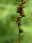 Carex echinata r.jpg