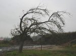alter Baum mit Wetterseite.jpg