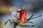 last rose1.jpg