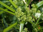 Cyperus eragrostis  r.jpg