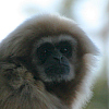 Weiß-Handgibbon-Avatar.JPG