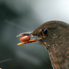 Amsel-Avatar.JPG