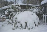 Bambus verschneit_kleiner.jpg Bambus verschneit_kleiner.jpg