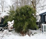Bambus von Schnee befreit_kleiner.jpg Bambus von Schnee befreit_kleiner.jpg