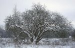 verschneiter Baum_kleiner.jpg verschneiter Baum_kleiner.jpg