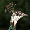 Pfau.jpg