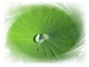Lotus-Avatar.jpg