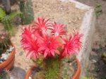Bilder bis 9-2010 048 (Small).jpg