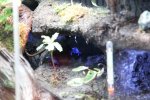 Frosch 05.jpg