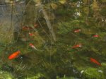 DSC03716.jpg