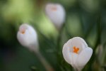 20110209_0334_Krokusse.jpg