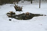 Winter-Teich-100.jpg