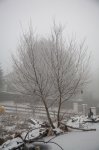 IMG_5763_2011-02-17_Weide-reifig.JPG