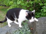 Teich-Juni-2010 091.jpg