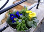 Frühling 002.jpg