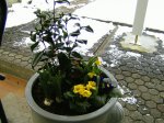 Frühling 003.jpg