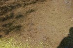 Kaulquappen in Teich 1.jpg Kaulquappen in Teich 1.jpg