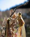 Larvenhülle mit Libelle.jpg Larvenhülle mit Libelle.jpg