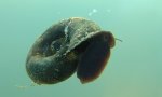 posthornschnecke.jpg posthornschnecke.jpg