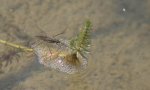wasserläufer.jpg wasserläufer.jpg