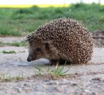 igel 1.jpg