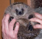 Igel7.jpg