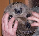 Igel7.jpg