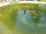 Teich 012.jpg