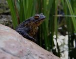 BufoBufo träumt in den Sonnenuntergang.jpg