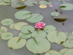 seerose.jpg