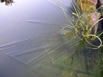 Eisblumen im Teich 001.jpg