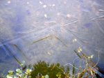 Eisblumen im Teich 008.jpg