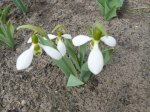 Frühling2011 1.JPG