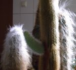 kaktus3.jpg