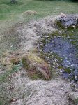 pondTroFi 018.JPG